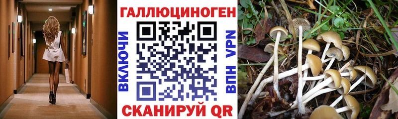 blacksprut   Задонск  это наркотические препараты  Псилоцибиновые грибы GOLDEN TEACHER 